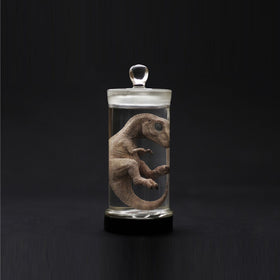 1: 40 Dinosaurierfigur Embryo beleuchtet